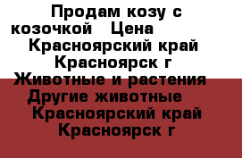 Продам козу с козочкой › Цена ­ 10 000 - Красноярский край, Красноярск г. Животные и растения » Другие животные   . Красноярский край,Красноярск г.